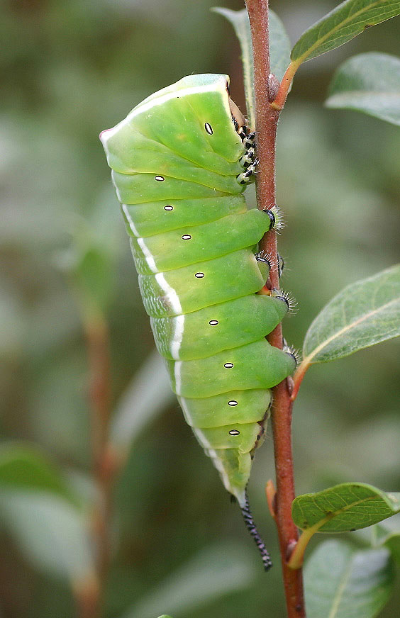 Großer Gabelschwanz - Cerura vinula