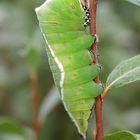 Großer Gabelschwanz - Cerura vinula