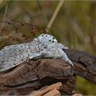 Großer Gabelschwanz  -  Cerura vinula