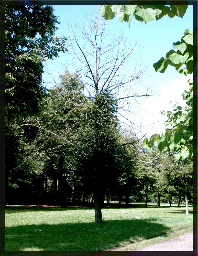 "Großer Garten" in Dresden