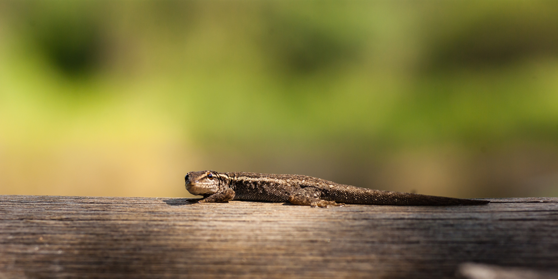 "Großer" Gecko