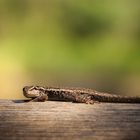 "Großer" Gecko