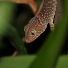 Großer Gecko auf Bali