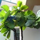 Großer Geigenblatt-Ficus in der psychosomatischen Klinik der Rhönklinik