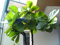 Großer Geigenblatt-Ficus in der psychosomatischen Klinik der Rhönklinik