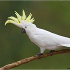 Großer Gelbhaubenkakadu (Cacatua galerita) Sulphur-crested Cockatoo