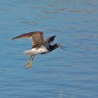 Großer Gelbschenkel - Greater Yellowlegs (Tringa melanoleuca)