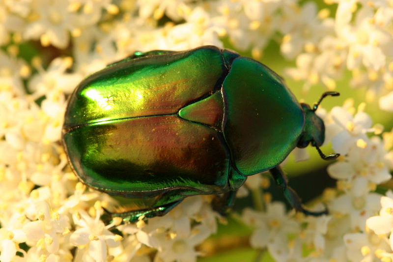 Großer Goldkäfer (Protaetia aeruginosa)