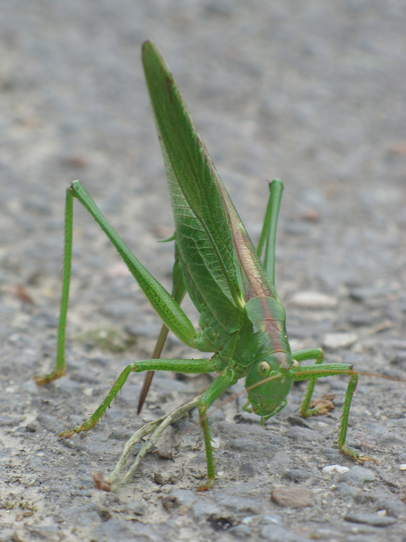 Grosser Grashüpfer