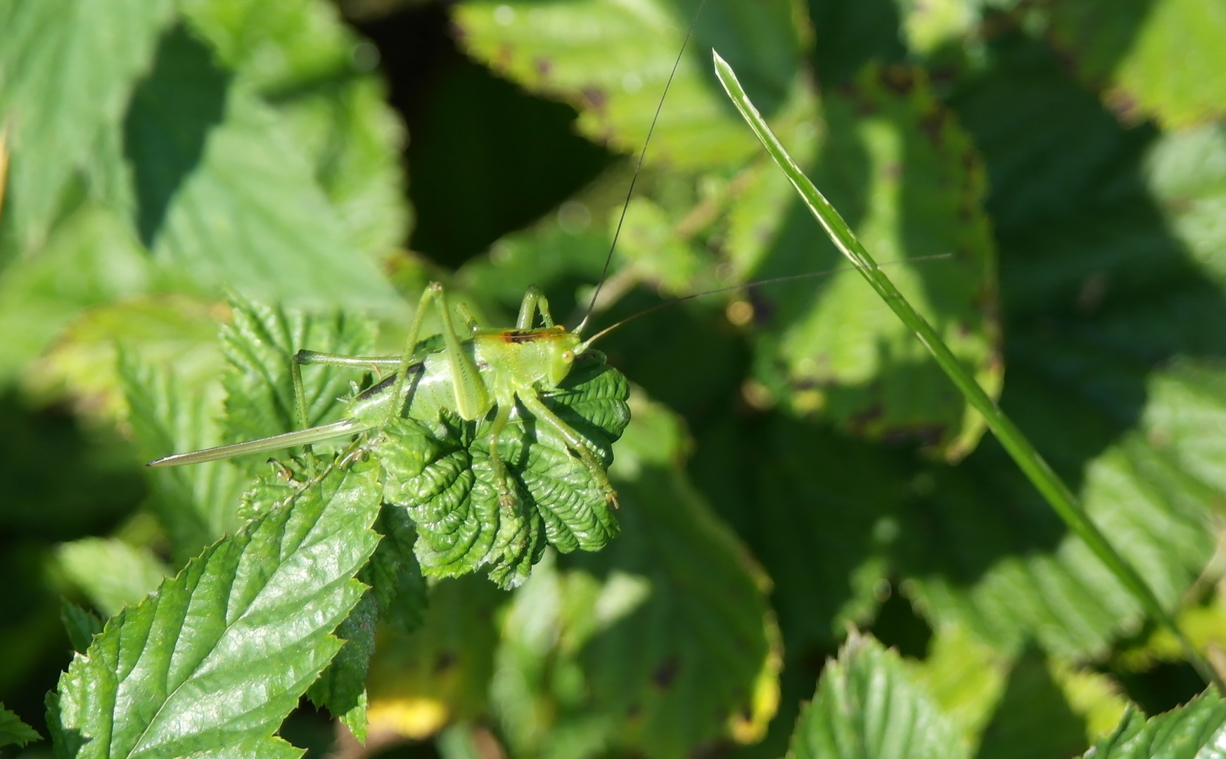 großer Grashüpfer Foto & Bild tiere, wildlife, insekten Bilder auf