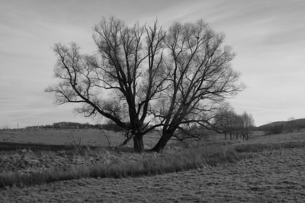 Großer grauer Baum