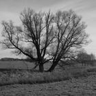 Großer grauer Baum