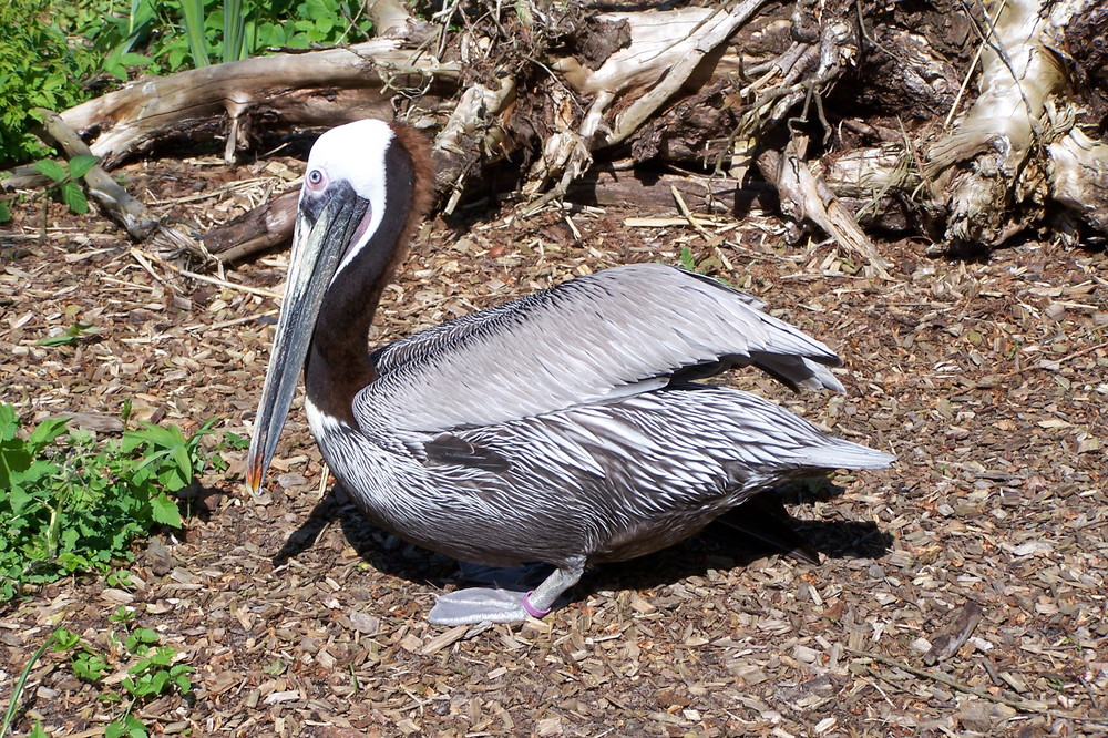 Großer grauer Vogel