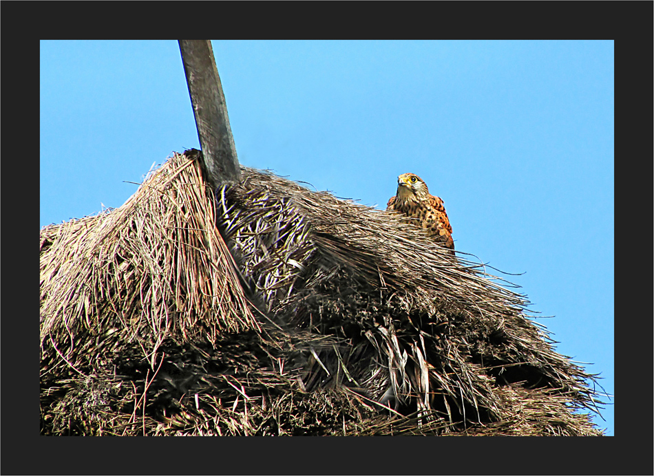 Grosser Greifvogel