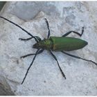 Großer grüner Käfer