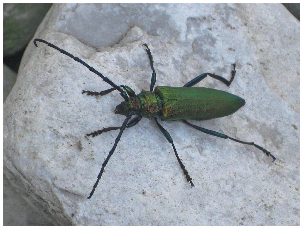 Großer grüner Käfer