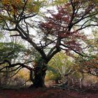 großer herbstbaum