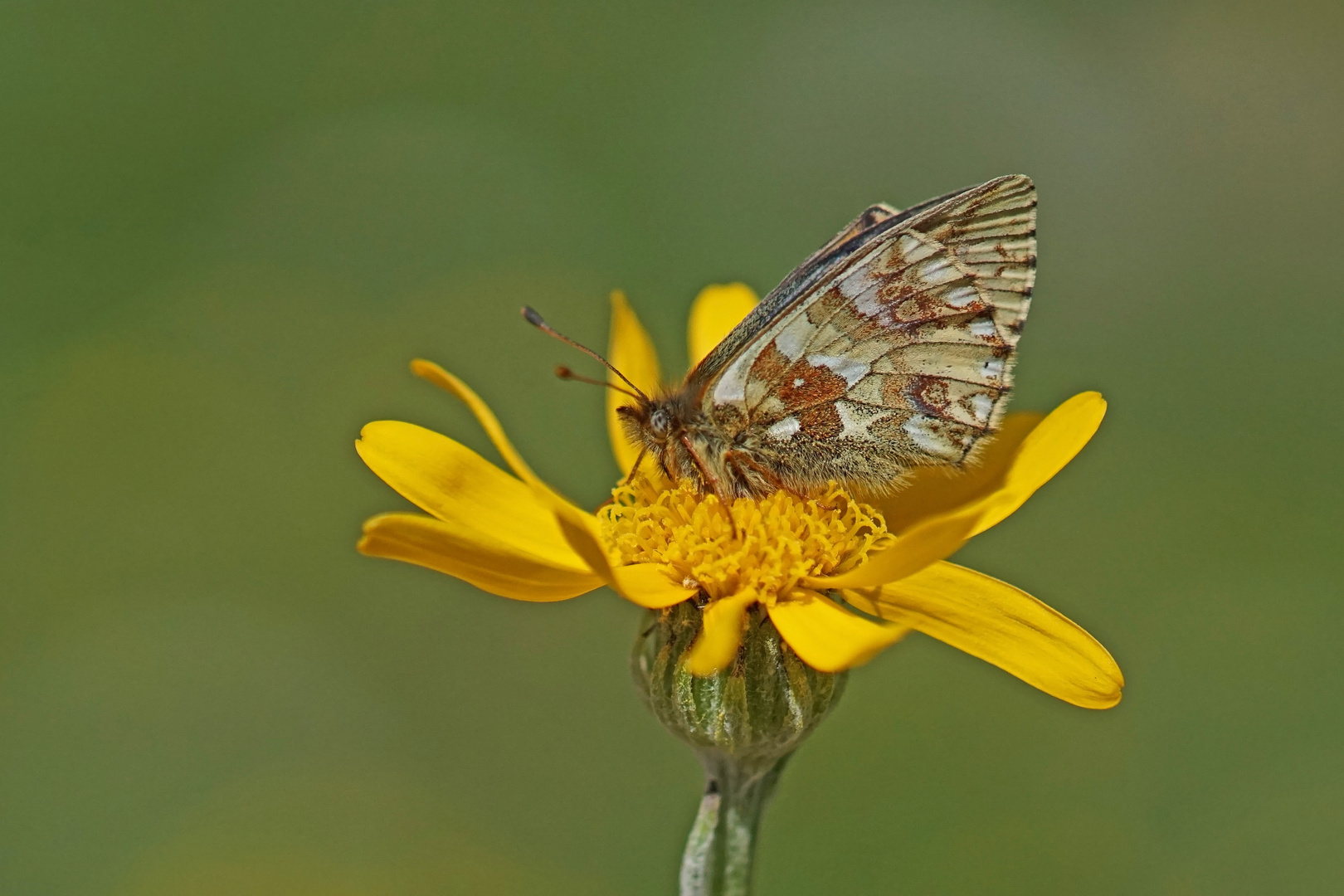 Großer Hochalpen-Perlmuttfalter (Boloria napaea)