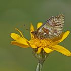 Großer Hochalpen-Perlmuttfalter (Boloria napaea)