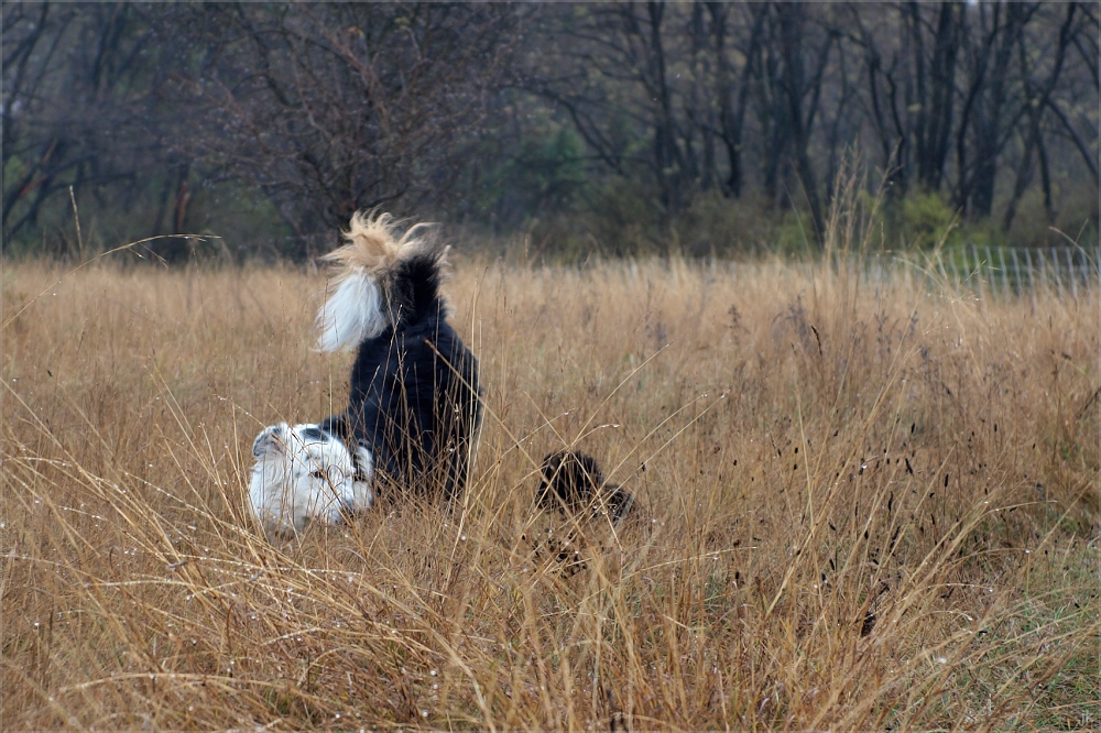 grosser hund...