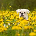 Grosser Hund ganz klein....im grossen Löwenzahnmeer :)