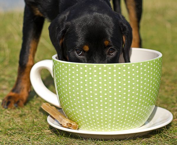 Großer Hund = große Tasse