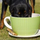 Großer Hund = große Tasse