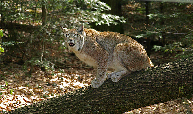 großer hunger