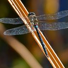 Großer Jäger an kurzer Leine? Aeshna mixta (Herbstmosaikjungfer)