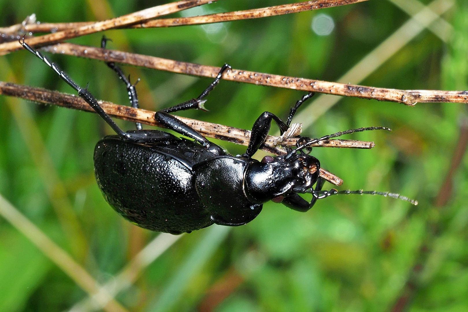 Großer Käfer... Foto & Bild tiere, wildlife, insekten Bilder auf