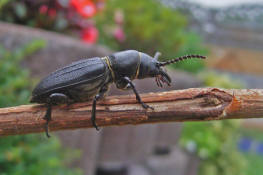 Großer Käfer Foto & Bild tiere, wildlife, insekten Bilder auf