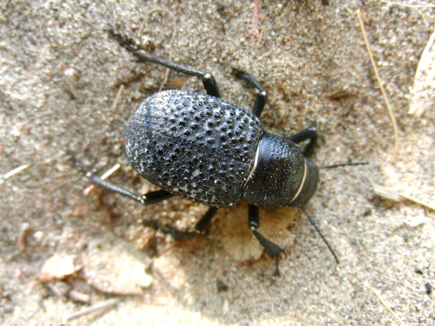Großer Käfer aus Kasachstan