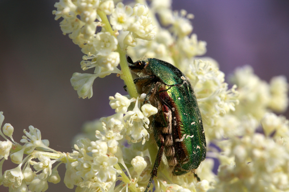 Grosser Käfer im Garten….. Foto & Bild tiere, wildlife
