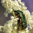 Grosser Käfer im Garten.....