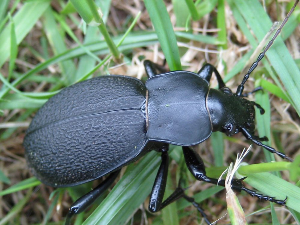großer Käfer sucht Namen Foto & Bild natur, insekten, tiere Bilder