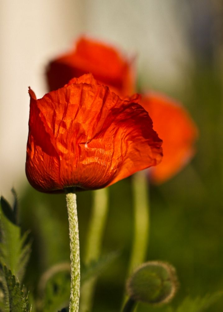 Großer Klatschmohn