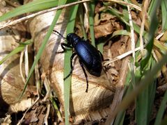 Großer "kleiner" Käfer