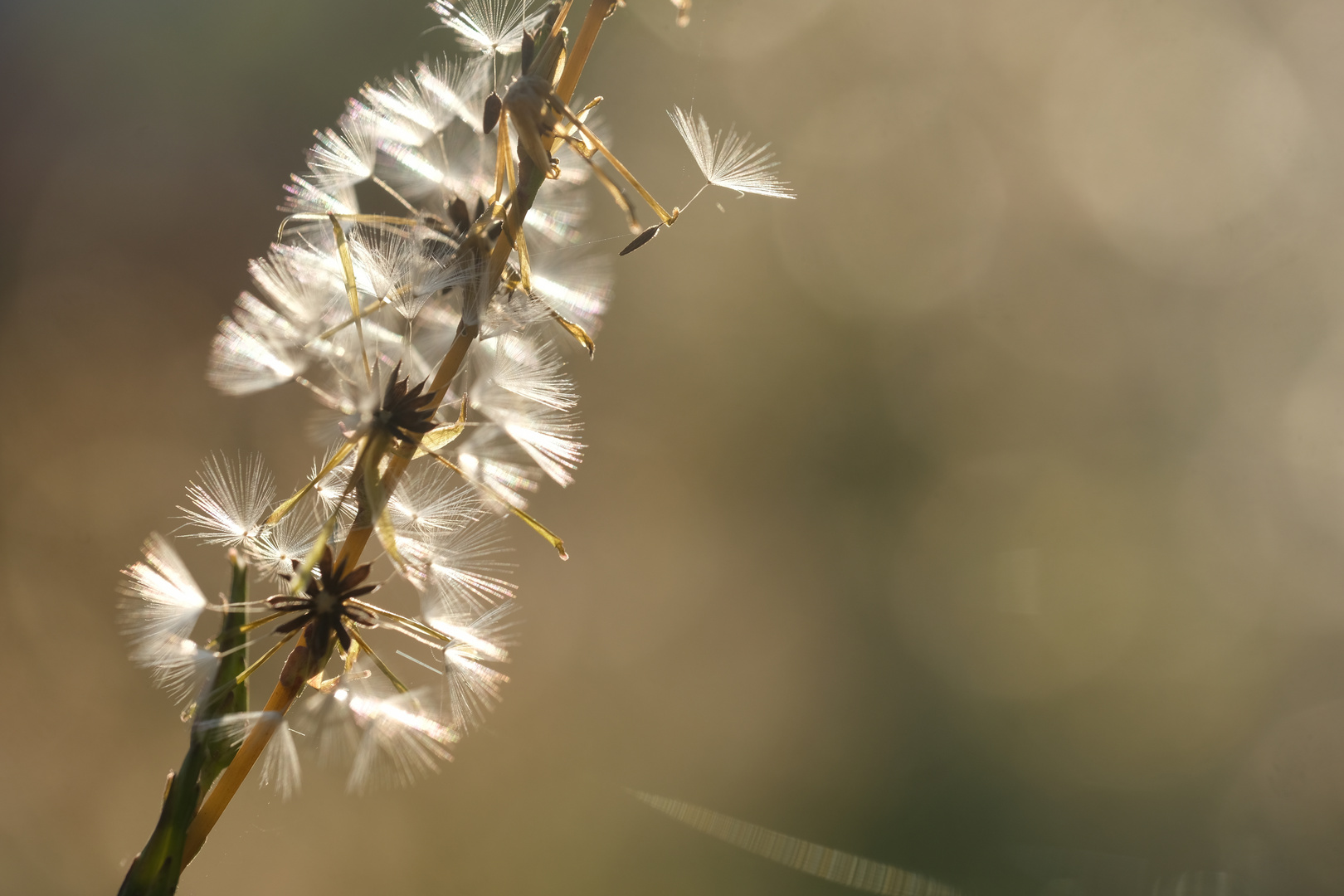 Großer Knorpellattich (Chondrilla juncea)