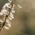 Großer Knorpellattich (Chondrilla juncea)