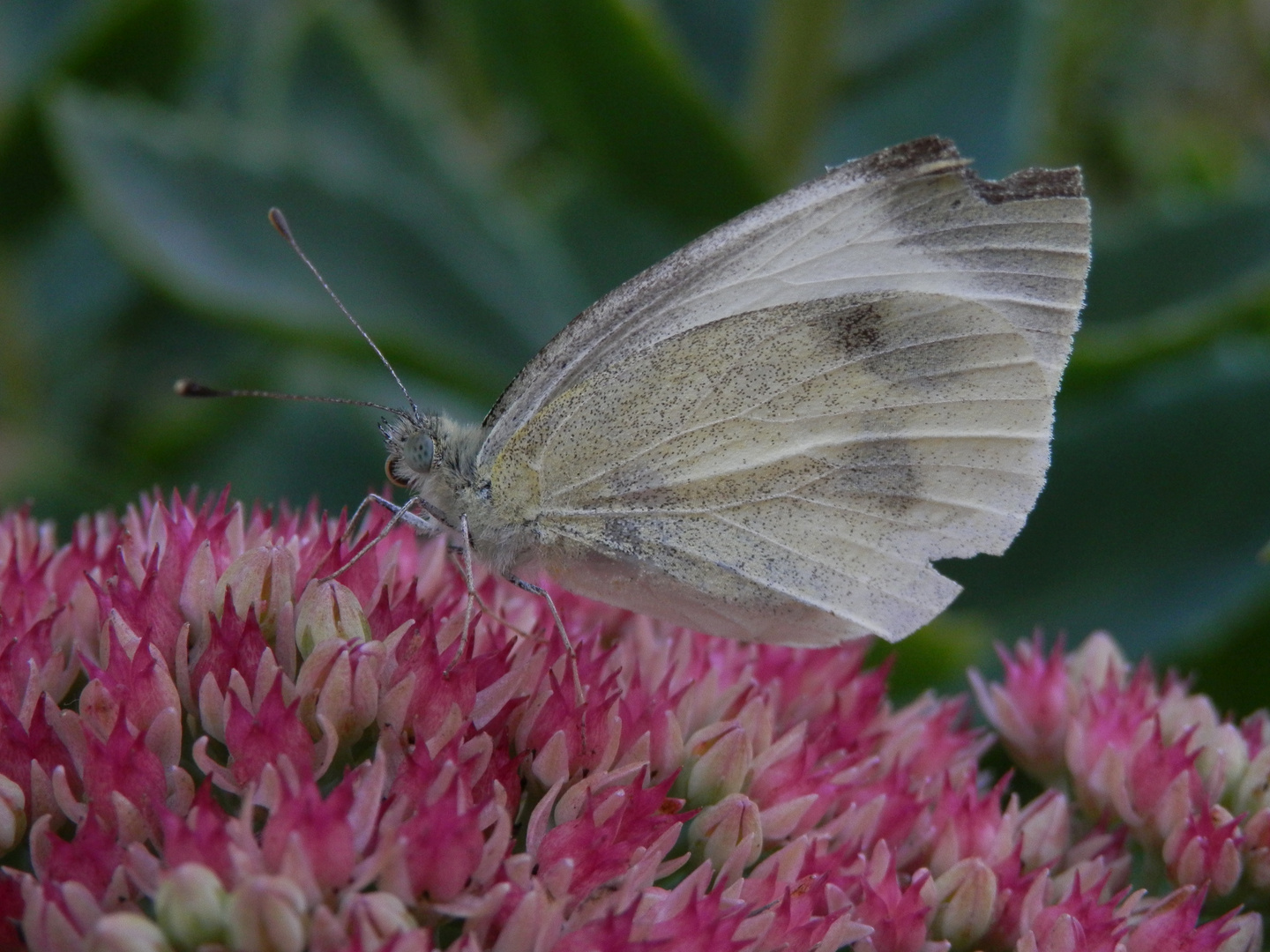 Großer Kohl-Weißling (Pieris brassicae) - Weibchen