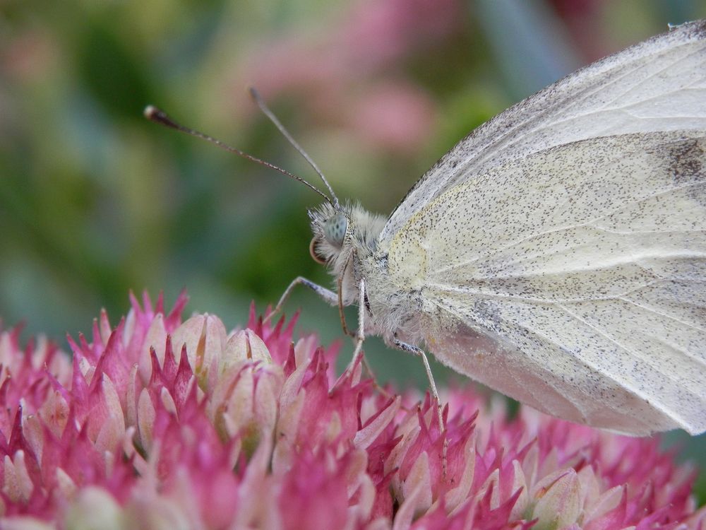 Großer Kohl-Weißling (Pieris brassicae) - Weibchen im Makro