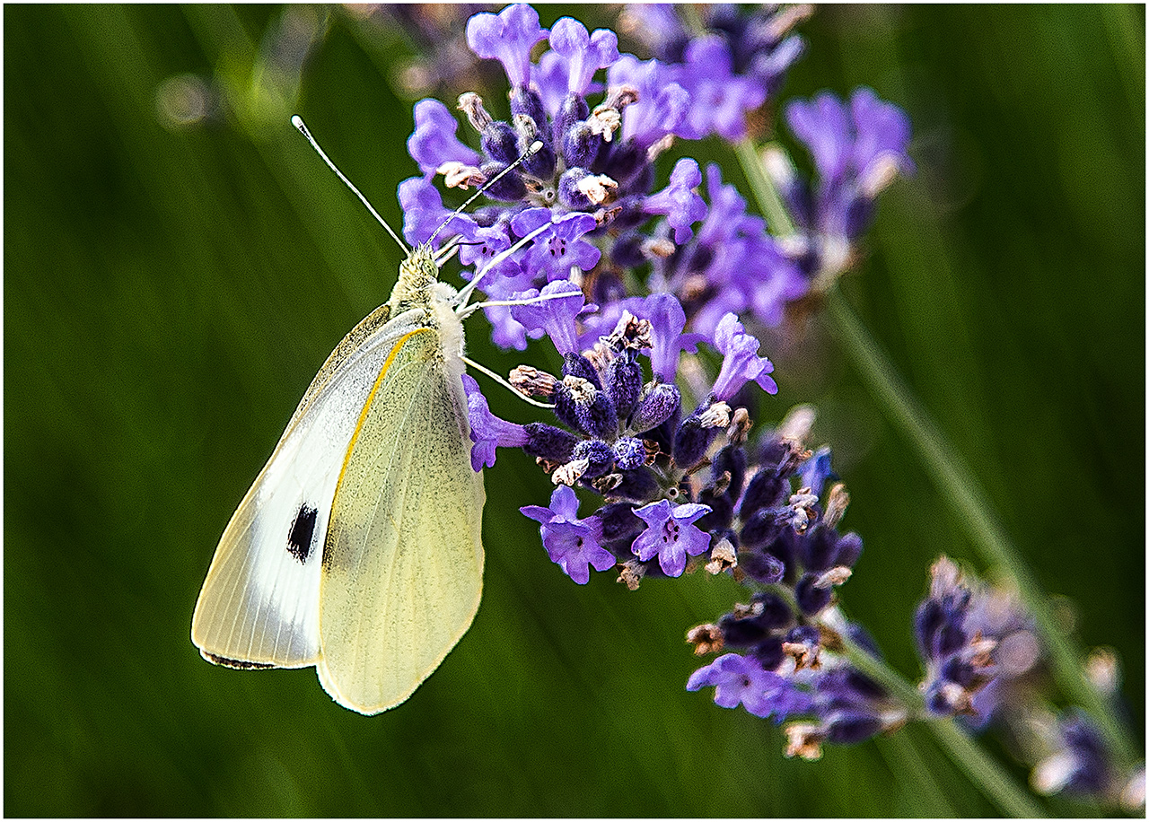 Großer Kohlweissling