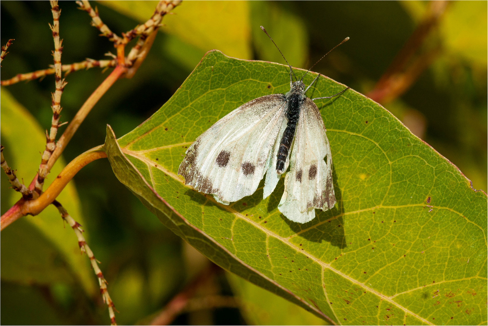 Grosser Kohlweissling