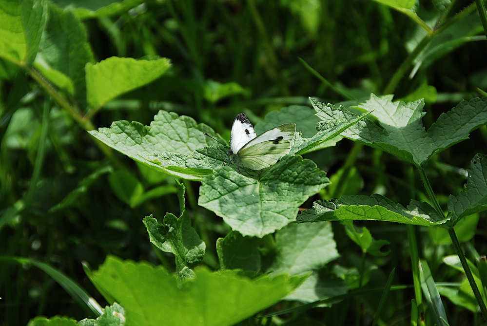 Grosser Kohlweissling