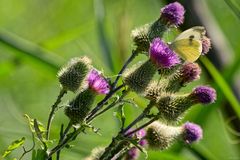 Großer Kohlweißling an den Distelblüten