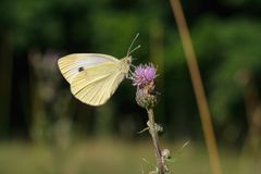 Großer Kohlweißling an Distelblüte