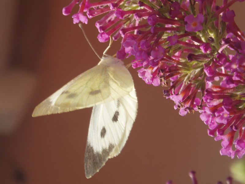 Großer Kohlweißling an Sommerflieder