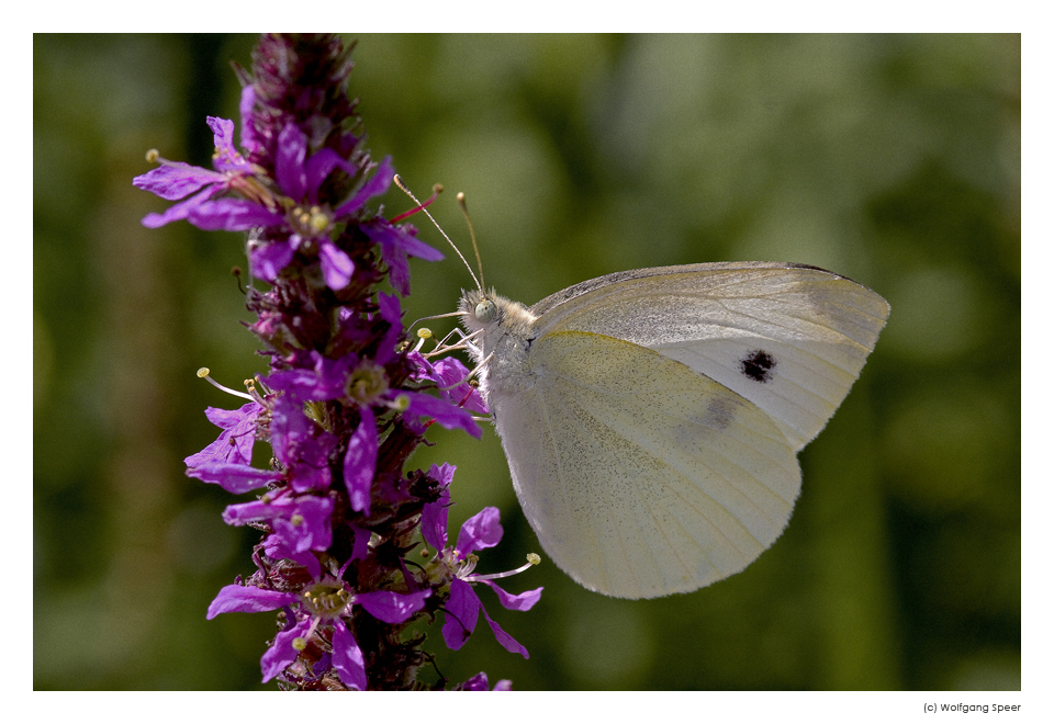 Großer Kohlweißling (Peiris brassicae)