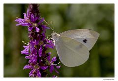 Großer Kohlweißling (Peiris brassicae)