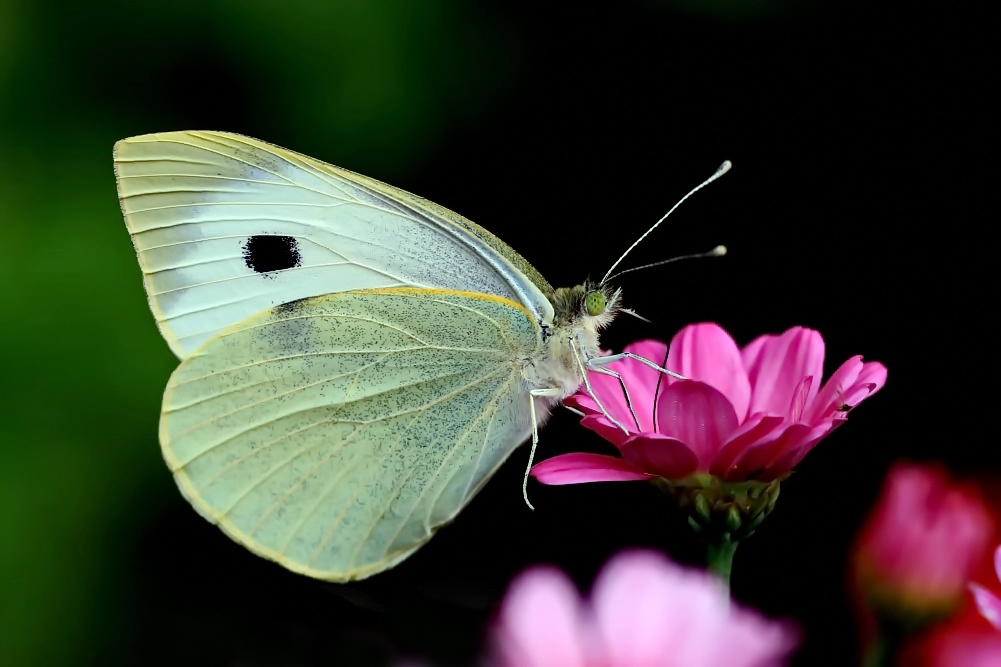 Großer Kohlweißling [Pieris brassicae]